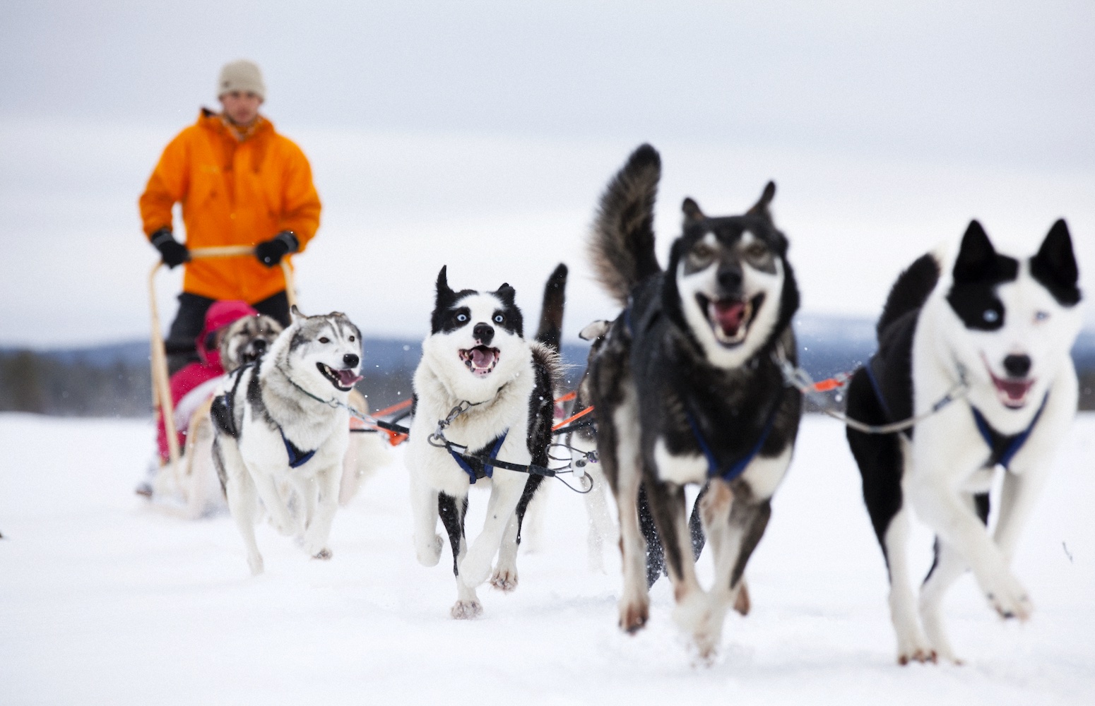 trineo de huskies rovaniemi